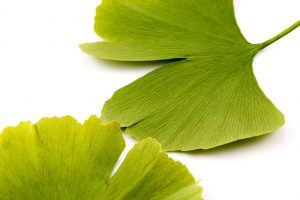 Ginkgo biloba on white background