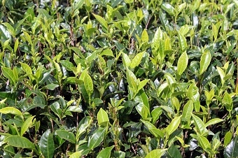 Green tea leaves and bush on plantation in Sri Lanka